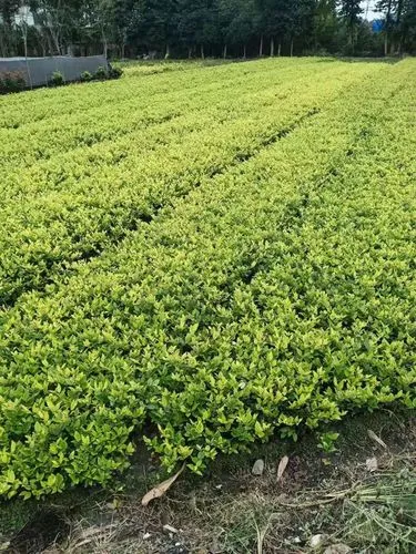 新郑市家庭绿化工程招标